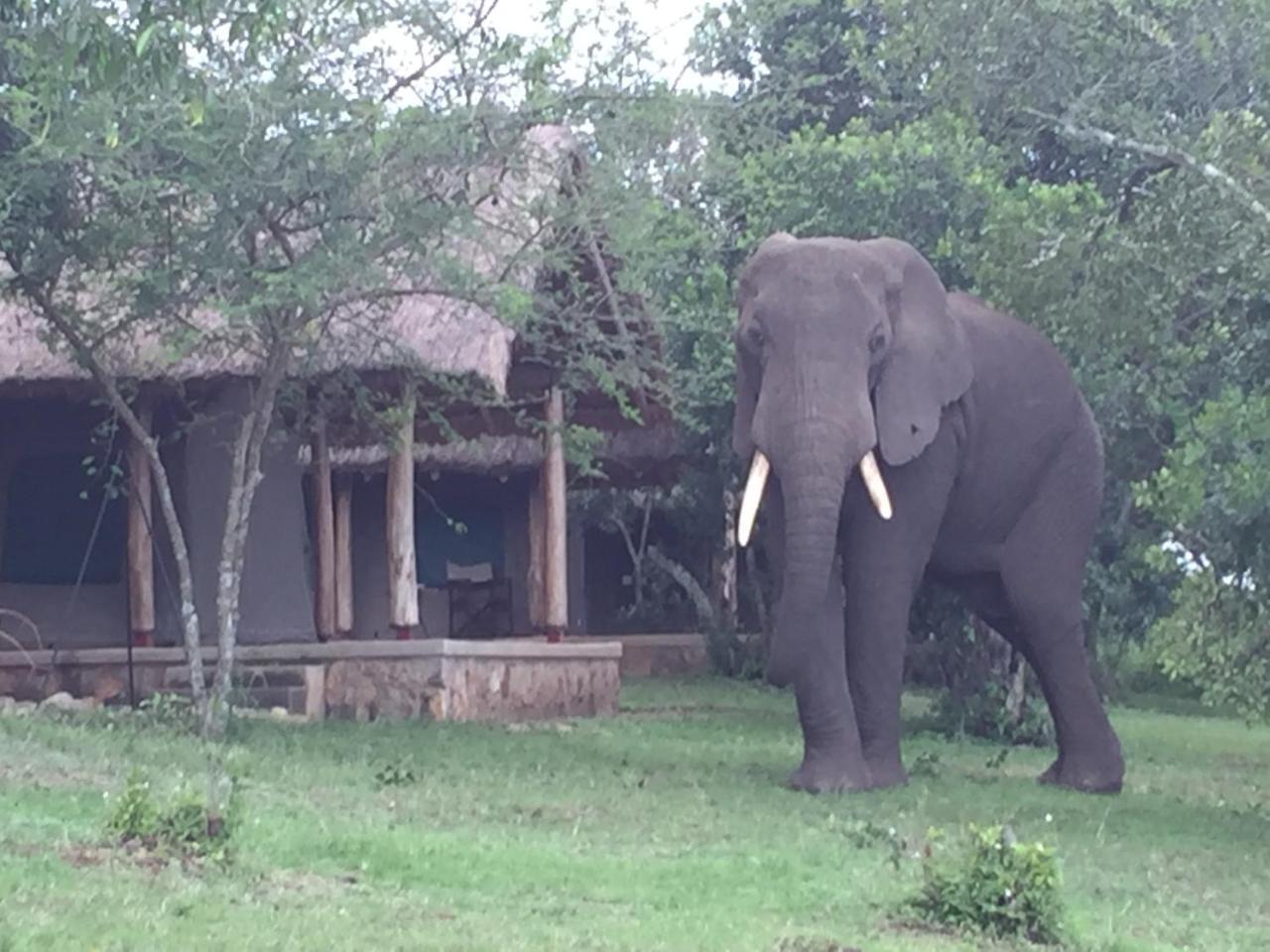 Queen Elizabeth Bush Lodge By Nature Lodges Ltd Katunguru Buitenkant foto